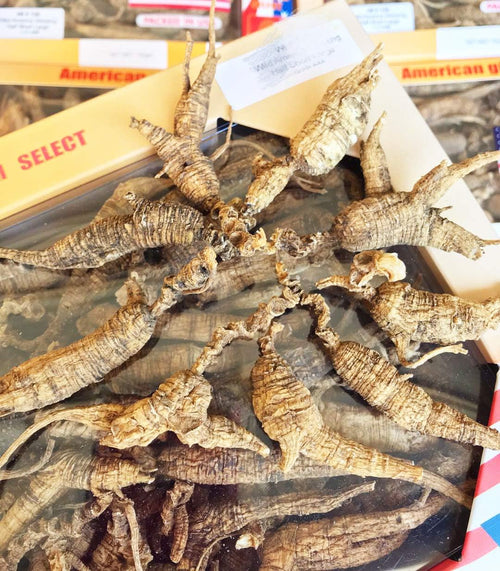 8OZ=227g/Box American Wild Ginseng 15~20 Years, Wisconsin Whole Ginseng Root Hand-Selected | 美国威斯康辛州野生西洋参 花旗参 野泡参 短圆中号 |Cultivated American Wisconsin Ginseng WI 127# 8OZ/Box