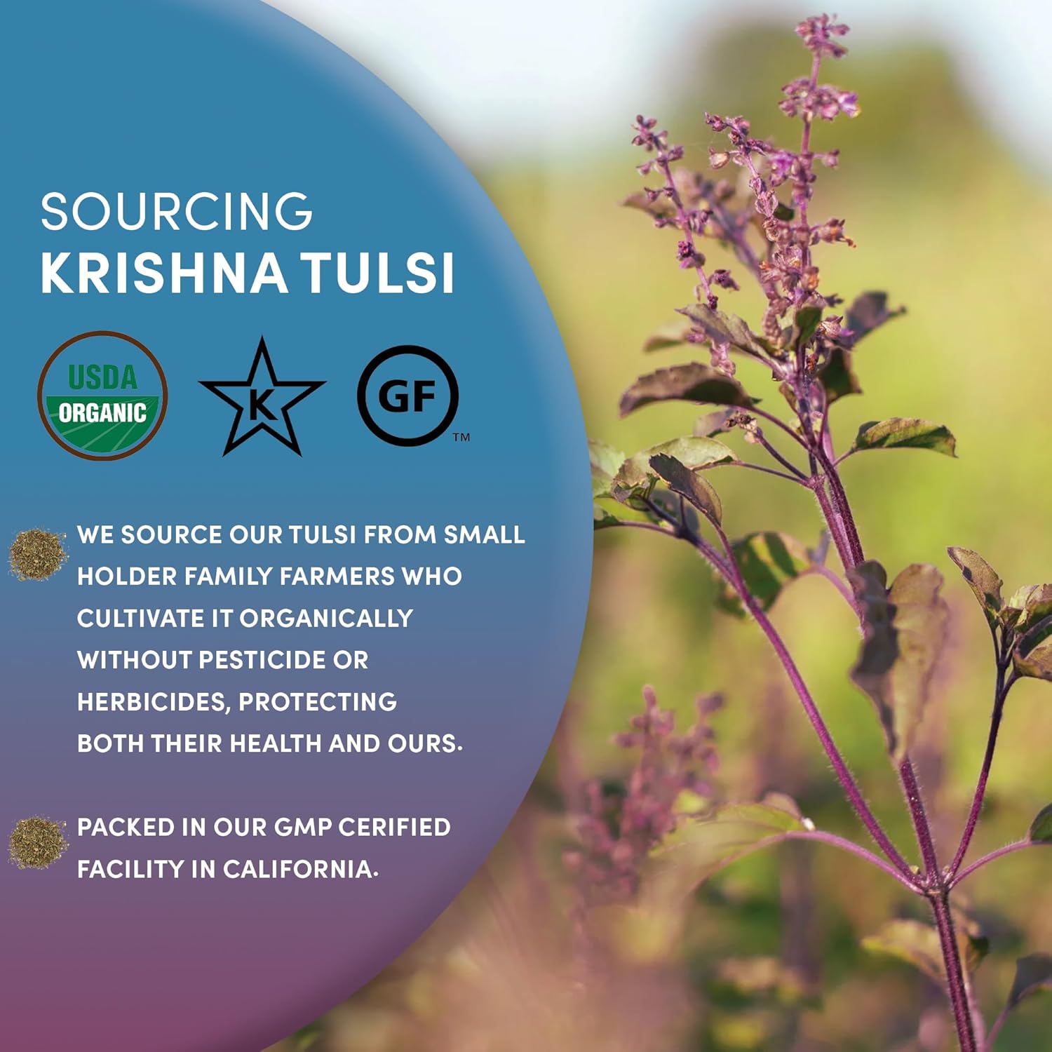 Worldwide Botanicals Organic Holy Basil Tea, 8oz - Tulsi Krishna - Loose Leaf Premium Herbal Tea, 100% Pure Tulsi Holy Basil, Fair Trade, Adaptogenic, Kosher