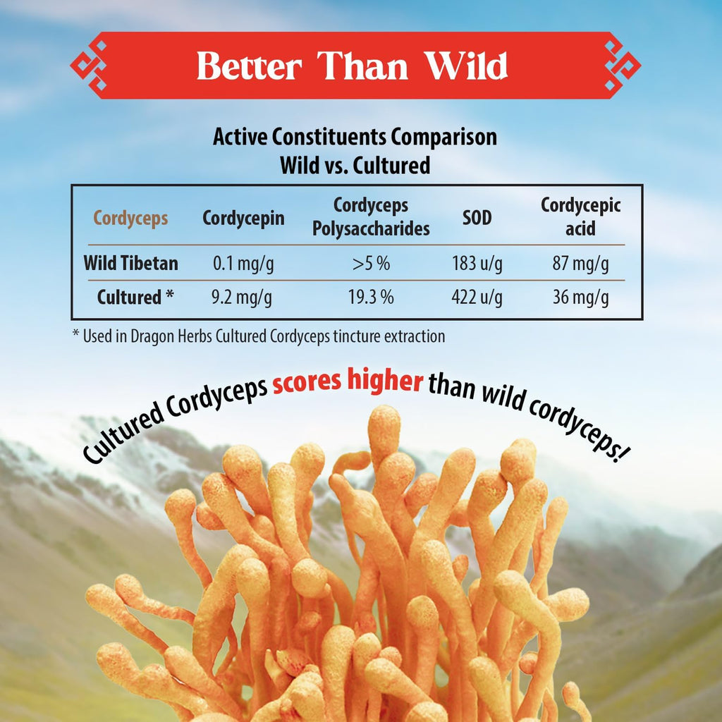 Dragon Herbs Cultured Cordyceps Drops Tibetan Wild Strain • Mushroom Supplement • Deep Rejuvenation, Lung & Brain Power, Stamina • Triple Extractions • Cordycepin • Vegetarian, 2 fl oz 60ml • Tincture