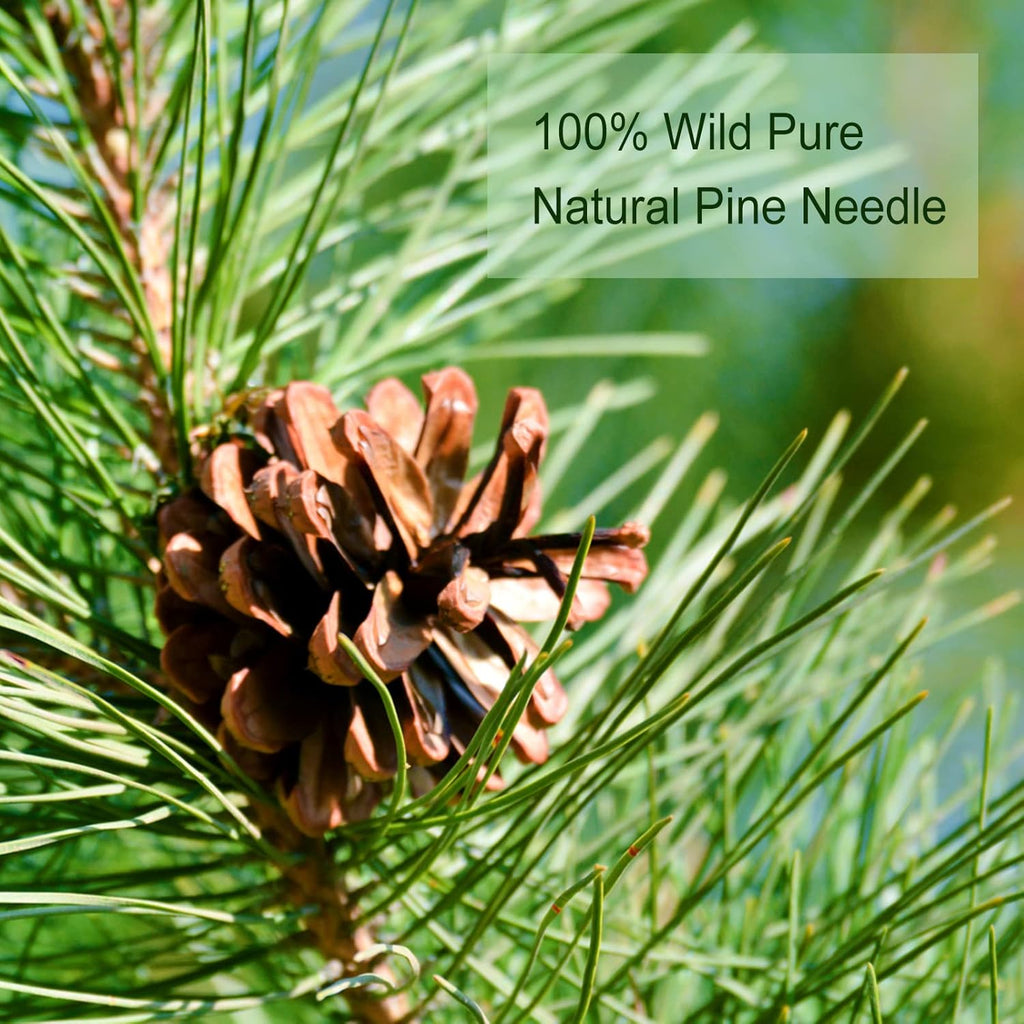 TEARELAE - Pine Needle Tea Bags - 3.53oz/100g (2.5g X 40 Bags) - 100% Pure Natural Dried Masson Pine Needles - Cut & Sifted - Caffeine-free (Pack of 2)