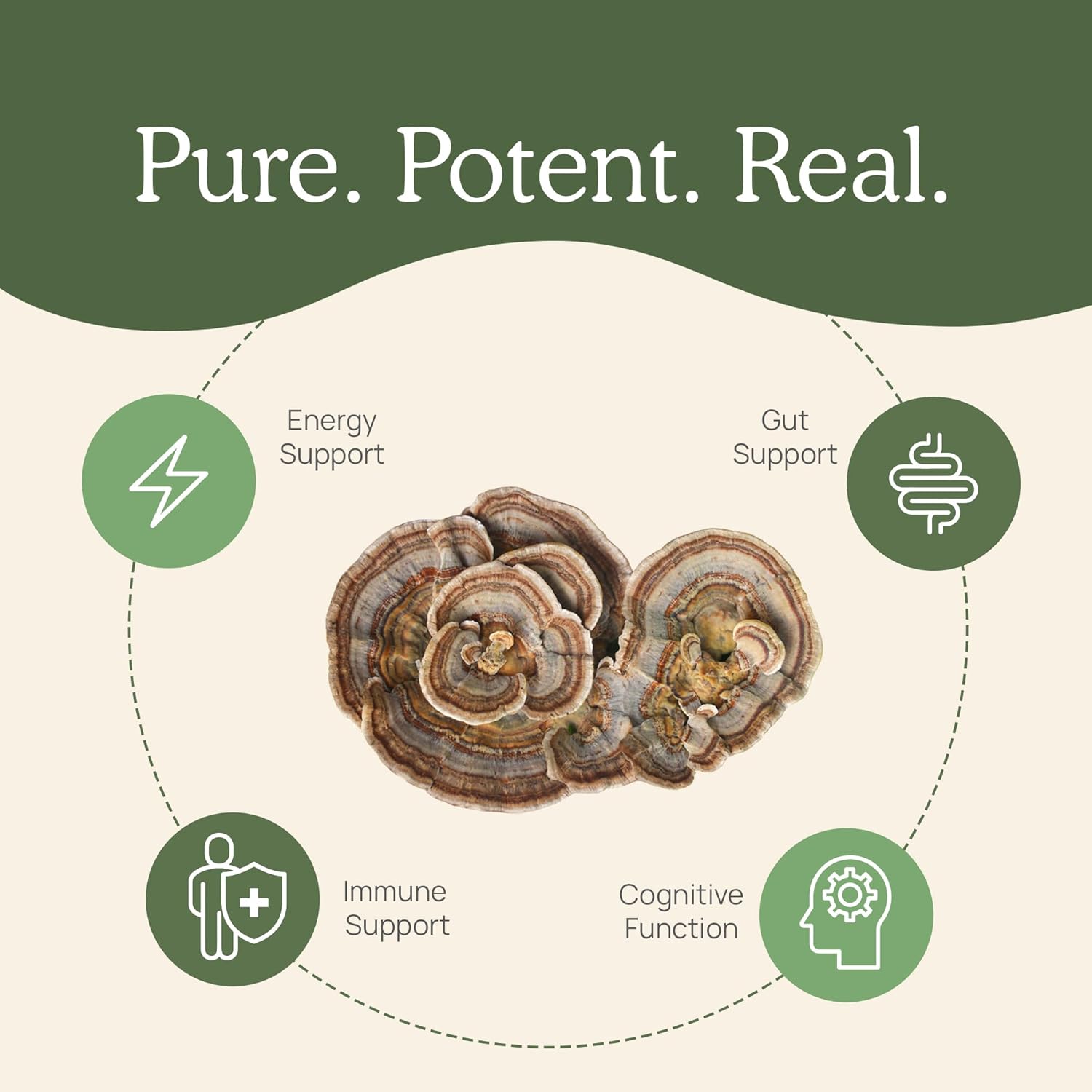 Real Mushrooms Turkey Tail Mushroom Powder – Organic Mushroom Extract for Daily Wellness Gut Harmony, & Energy Support with Beta Glucans – Vegan, Non-GMO, 45 Servings Functional Supplement