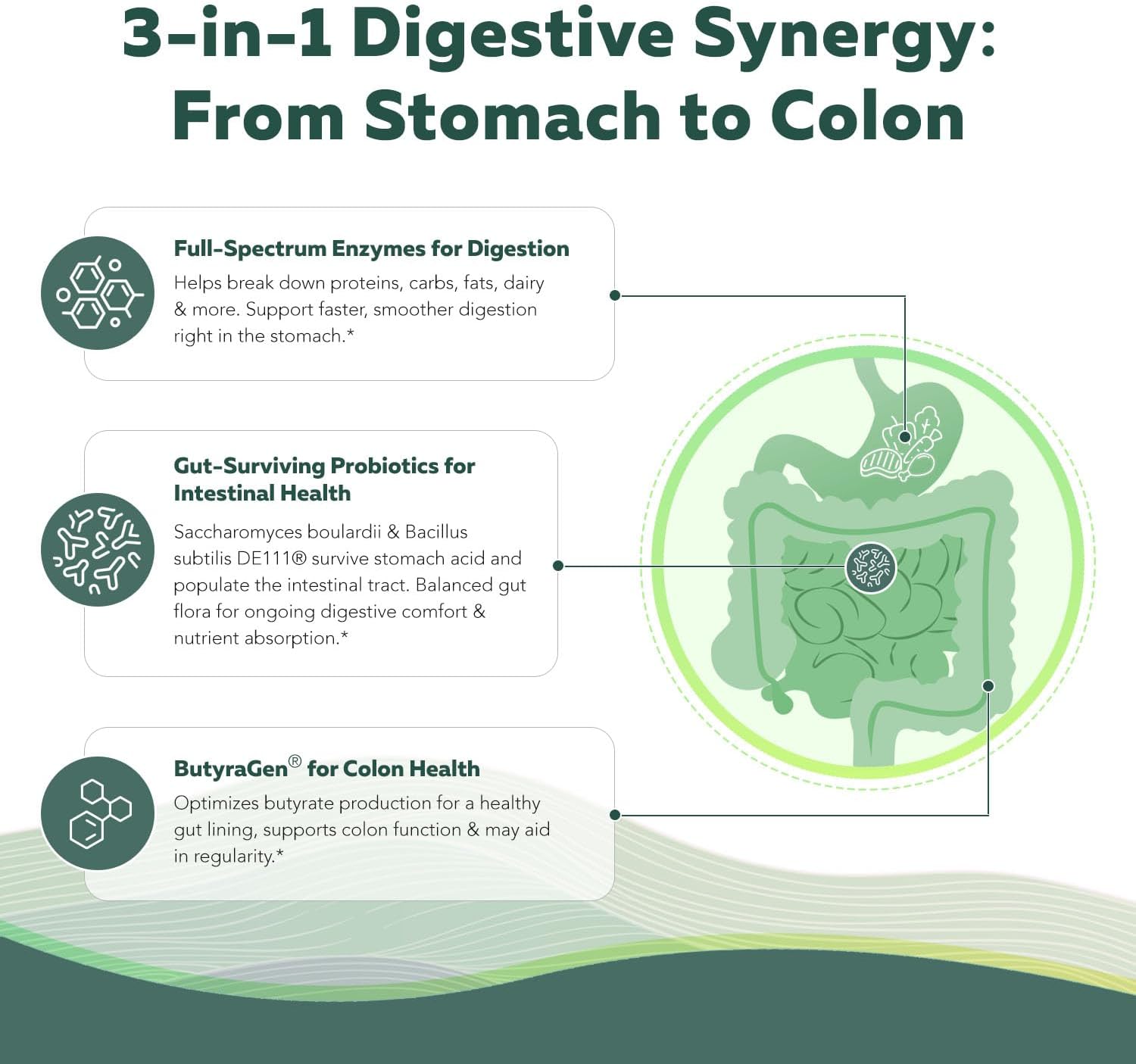 Flora Digest - 3-in-1 Max Strength Digestive Enzymes + Gut Surviving Probiotics & ButyraGen® Postbiotic for Optimal Digestion, Bloating Relief, Regularity, Gut Lining & Colon Support - (60 Capsules)