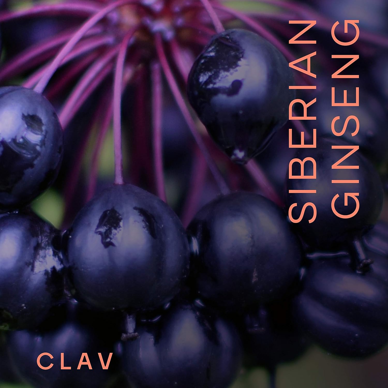 CLAV® Siberian Ginseng - 900mg Eleuthero Root Powder - Energy Supplement - Reduction of Tiredness & Fatigue - 60 Ginseng Capsules - Made in Germany