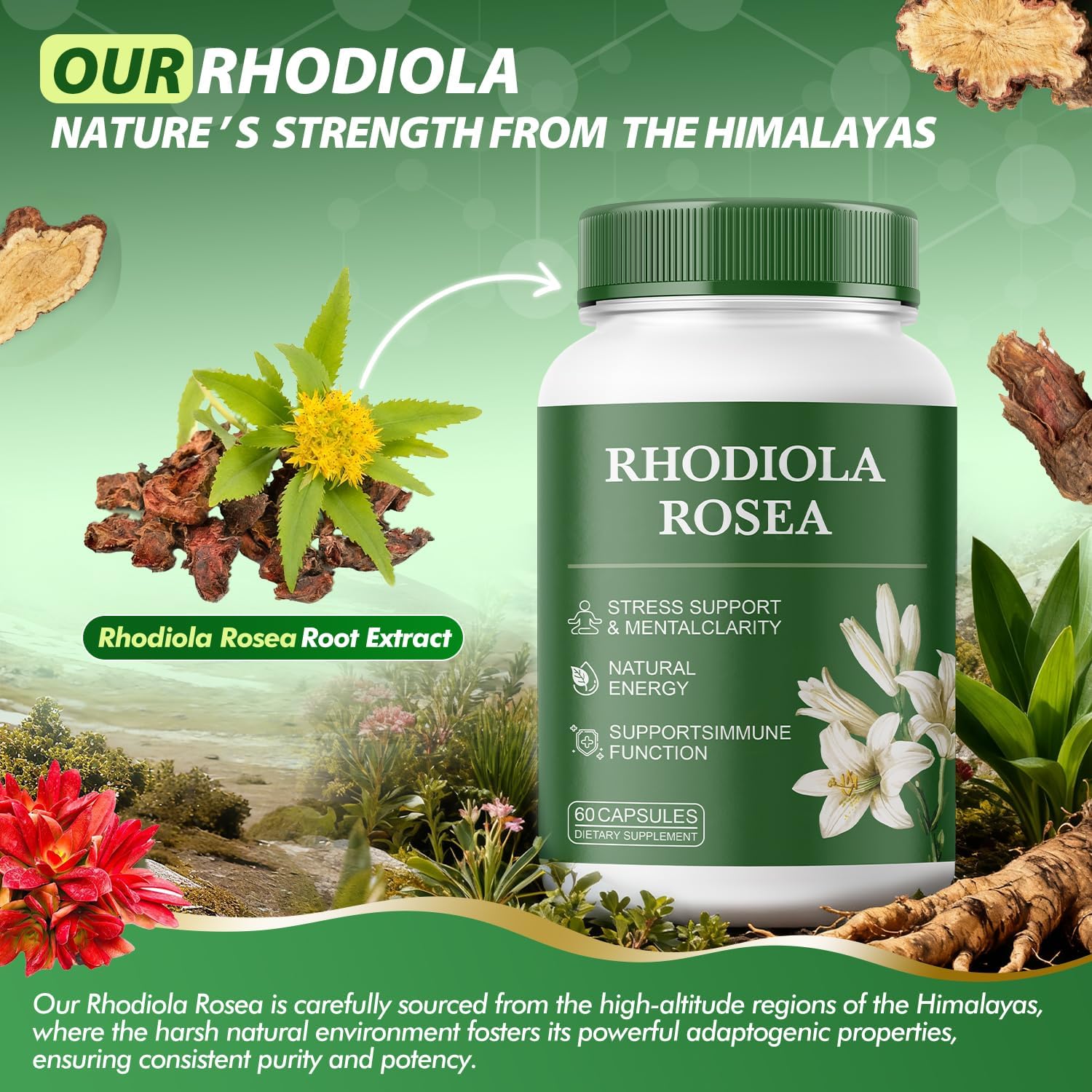 Rhodiola Rosea Supplement – 500mg Rhodiola Rosea Extract, Stress, Energy & Mood Support, Gluten-Free, Non-GMO, Vegetarian – 60 Capsules