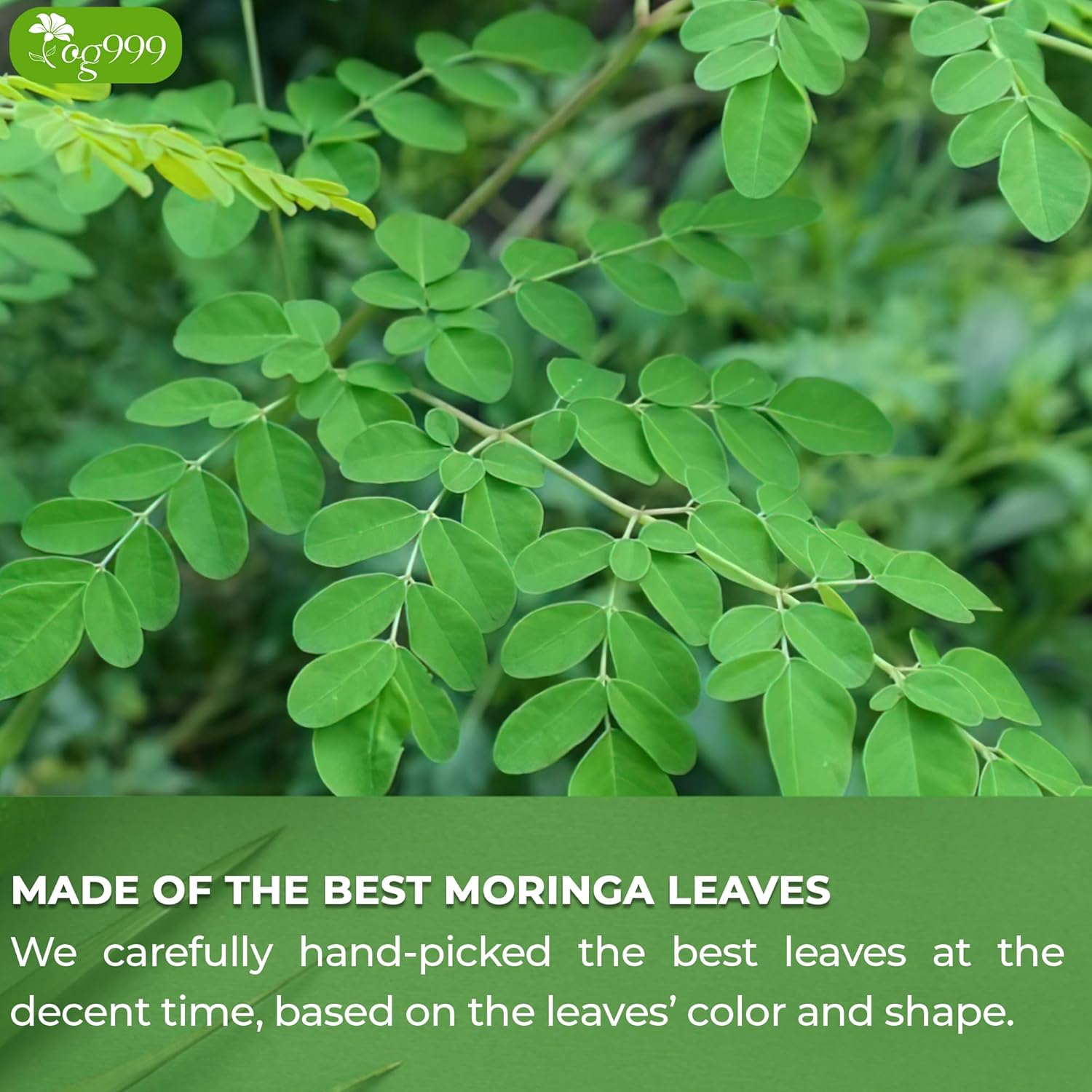TOG999, Premium 200 Moringa Leaf Tea Bags, 100% Natural & Pure from Moringa Leaves. Loose Leaf Moringa Herbal Tea. Moringa Leaf Tea. No Sugar, No Caffeine, No Gluten, Vegan.