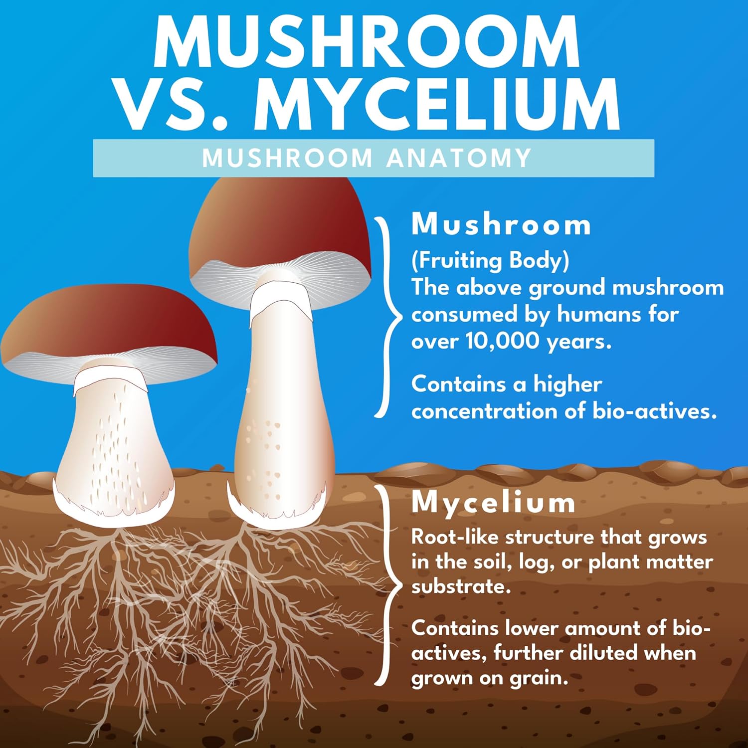Mushroom Supreme 7 – Mushroom Supplement – Organic Extracts of Turkey Tail, Chaga, Phellinus, Reishi, Cordyceps, Maitake, Shiitake for Immune Support & Optimal Wellness, 60 Caps