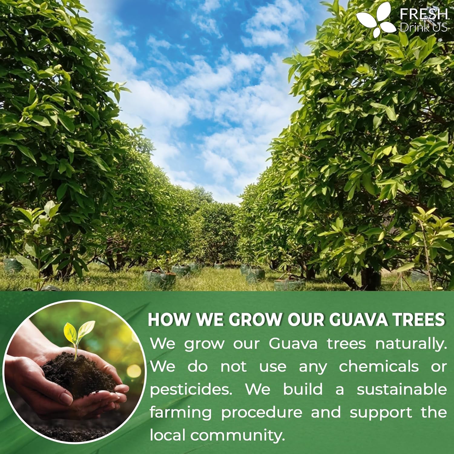 FreshDrinkUS, 6oz Guava Dried Leaves (CUT & SIFTED), 100% Natural & Pure from Dried Guava Leaves, Guava Loose Leaf Tea, No Additives, No Caffeine, Vegan