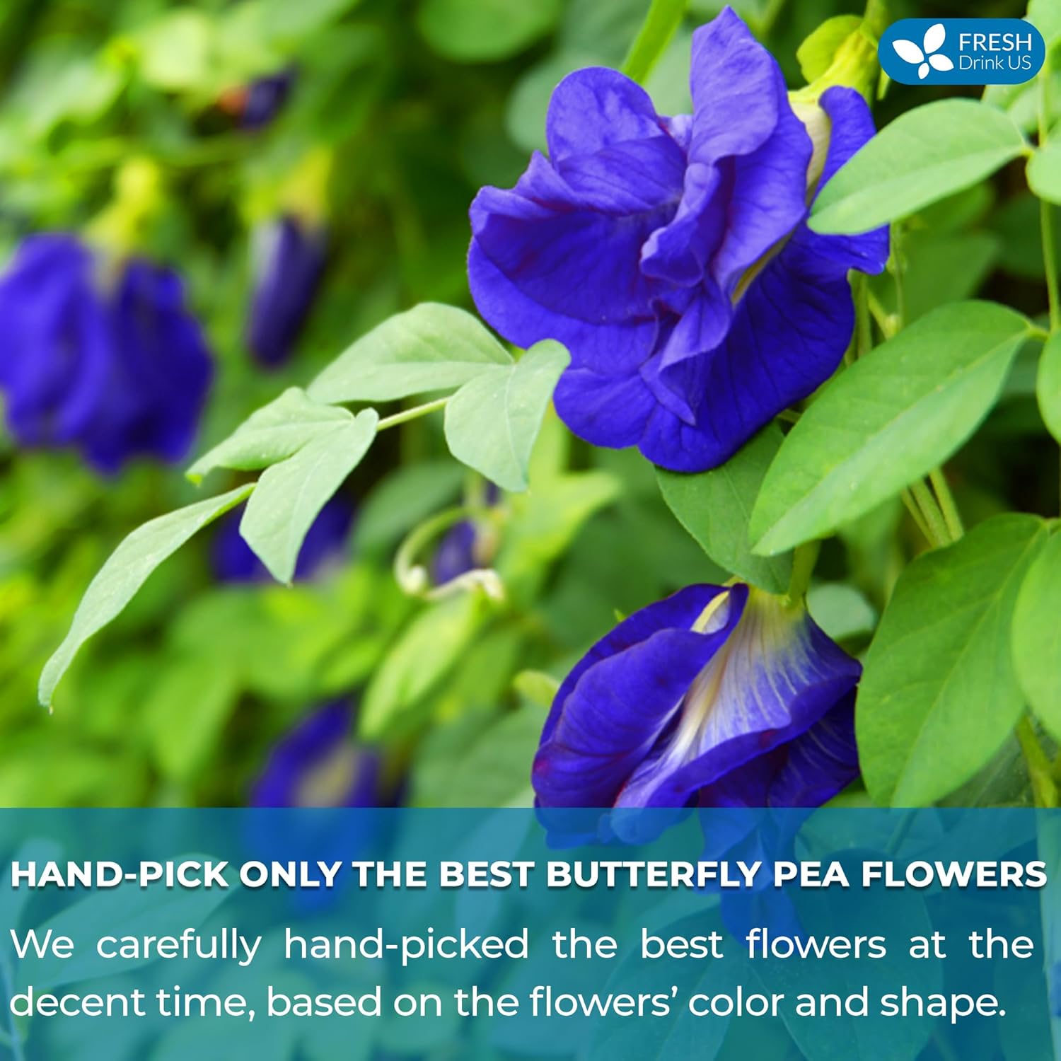 FreshDrinkUS, Premium 75 Tea Bags Blue Butterfly Pea Flowers, 100% Natural and Pure from Butterfly Pea Flowers, Made With Natural Material Tea Bag, No Sugar, No Caffeine, No Gluten, Vegan