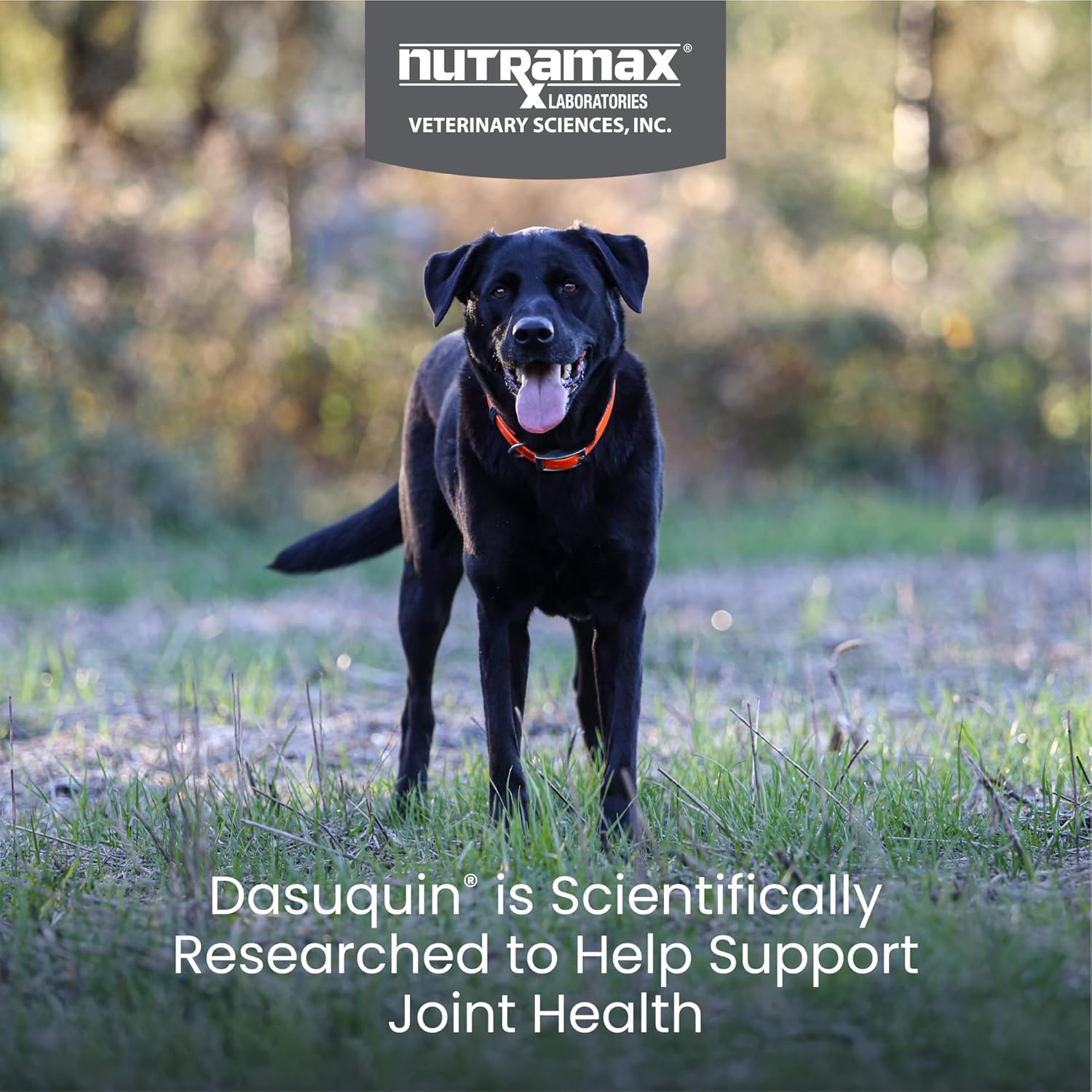 Dasaquin Dog Joint Supplement Chew Tablet (150 Count) Dog Size: Large (60+ lbs)