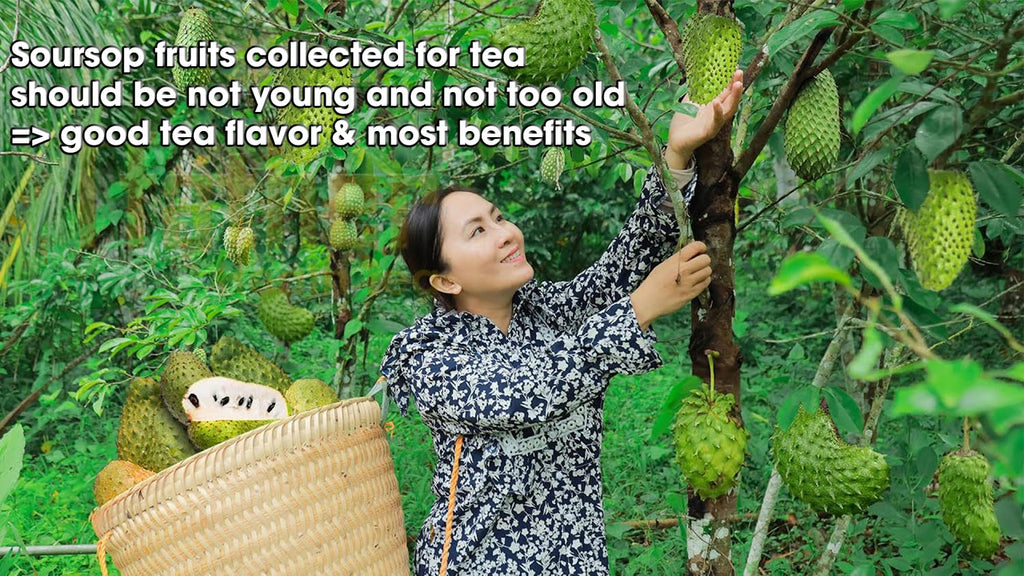 Soursop Tea Bags, Aroma & Sweetness - 100% Pure Soursop Fruits, 0% Dried Sour sop Leaves (Hojas De Guanabana, Graviola), Health Herbal Tea.