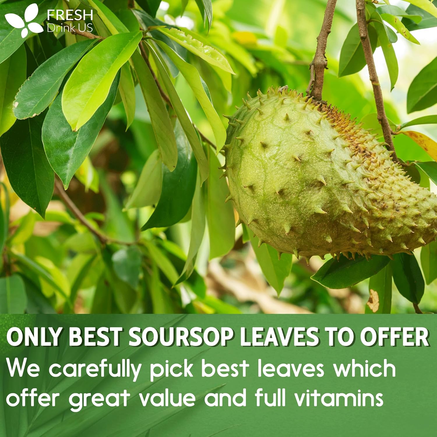 FreshDrinkUS, 120+ Premium Soursop Graviola Dried Leaves Tea, 40 Cups, 120-130 Natural Leaves, Whole Leaves, Wildcrafted, Graviola, Hoja Guanabana, Soursop Loose Leaf Herbal Tea, No Gluten, Vegan