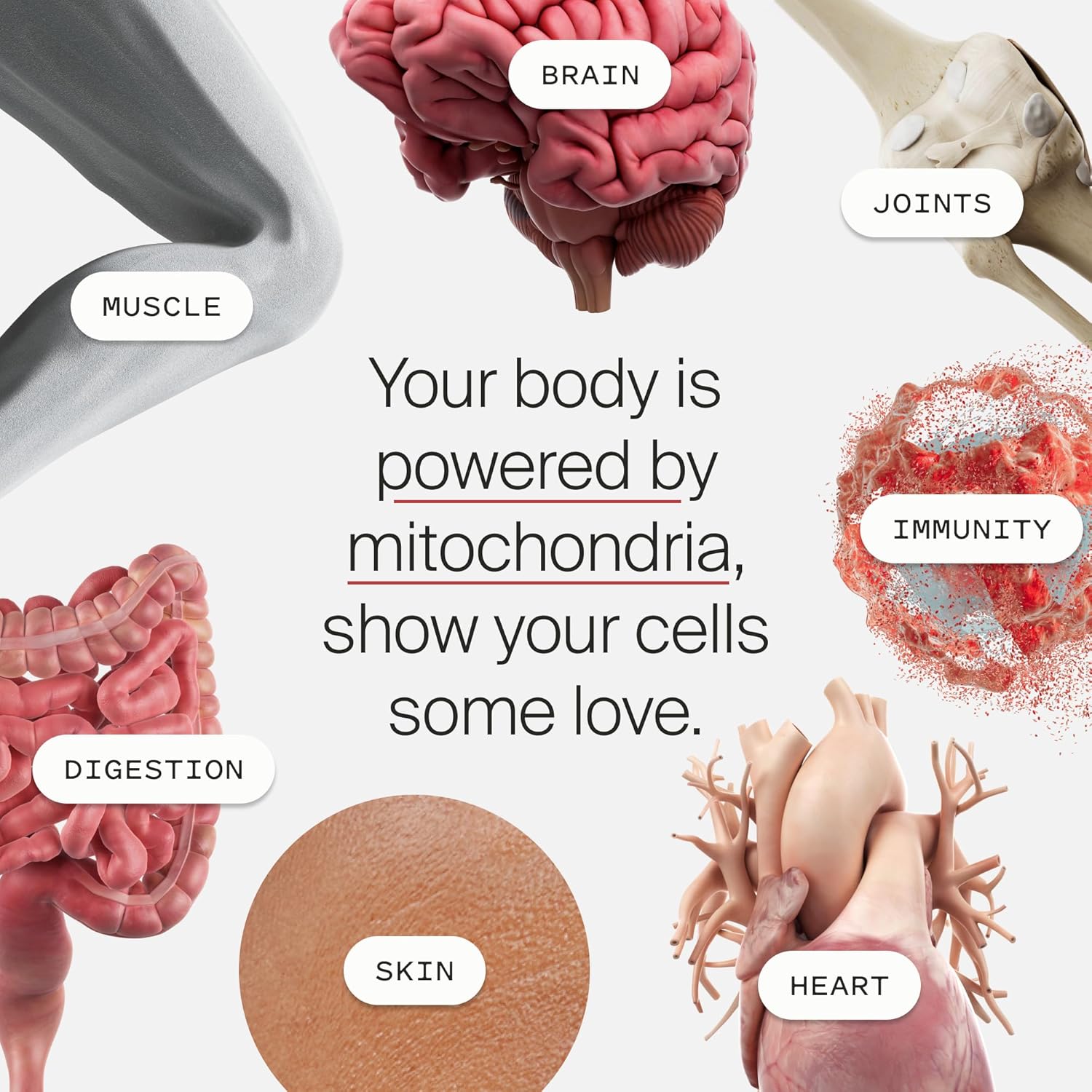 Timeline Mitopure Urolithin A Supplement Softgels - Clinically Proven Support for Healthy Aging and Cellular Renewal - Mitoceutical for Muscle Support and Longevity