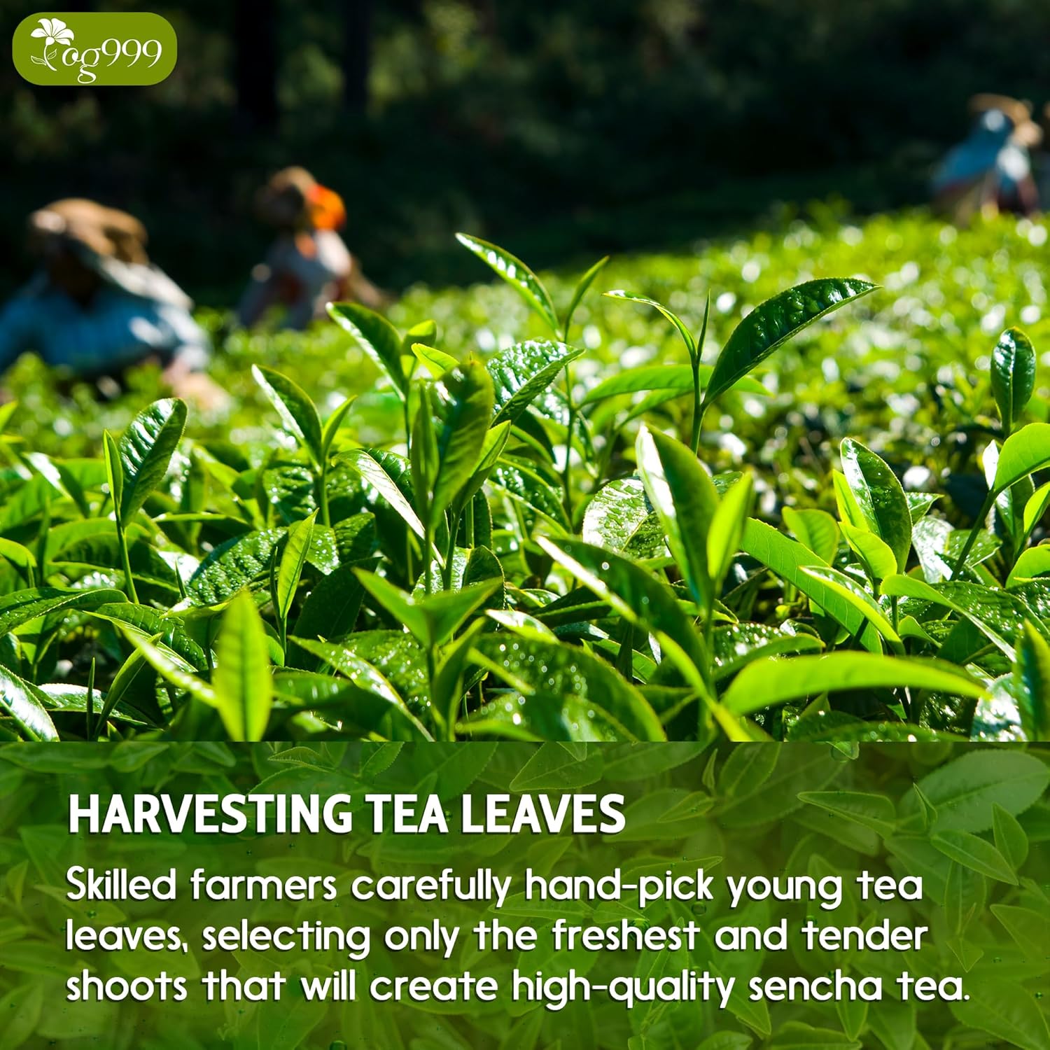 TOG999, Premium 120 Sencha Green Tea Bags, 100% Natural & Pure from Sencha Green Tea Leaves. Loose Leaf Sencha Herbal Tea. No Sugar, No Gluten, Vegan.