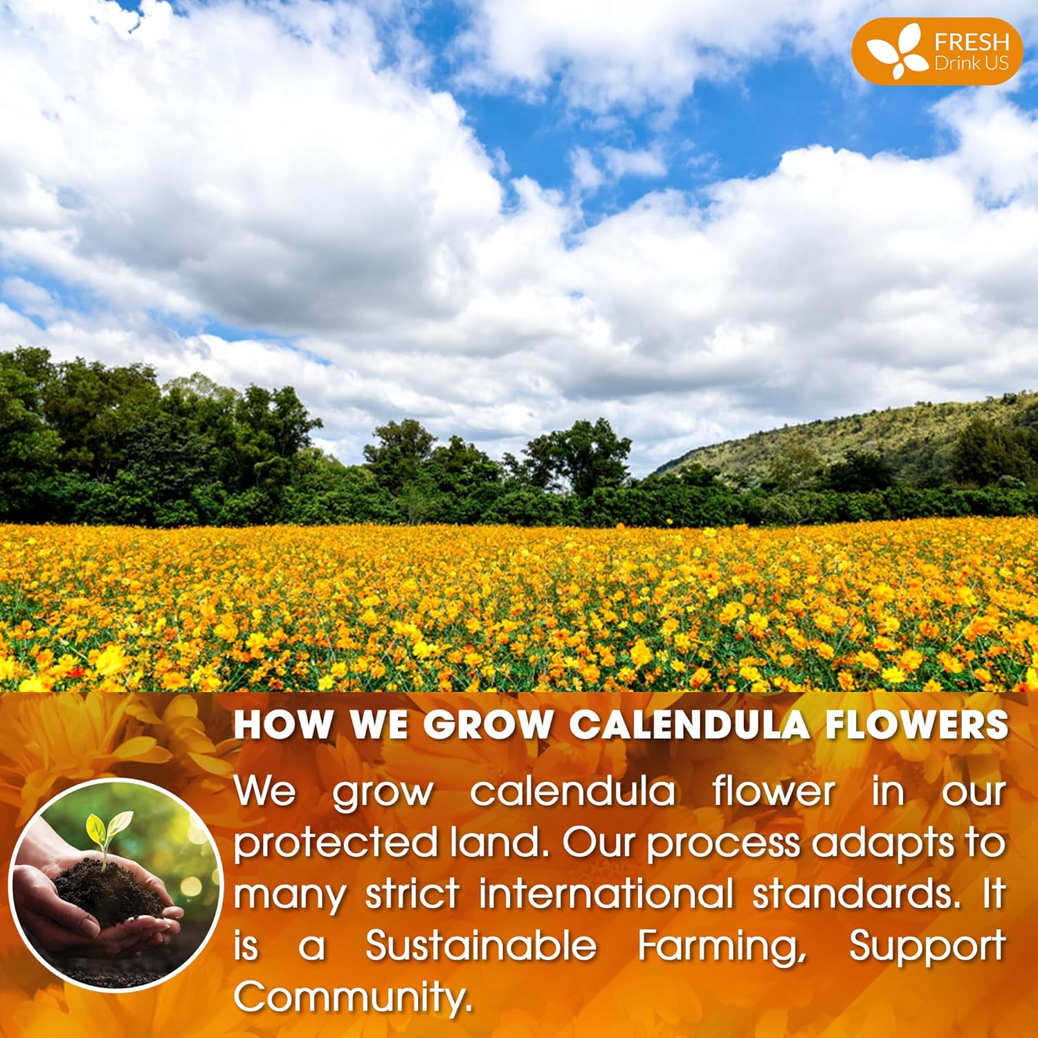 FRESHDRINKUS Premium 100% Natural Calendula Flower Tea Bags, 135 Count, Herbal Tea, Caffeine Free, Sugar Free, Gluten Free, Vegan
