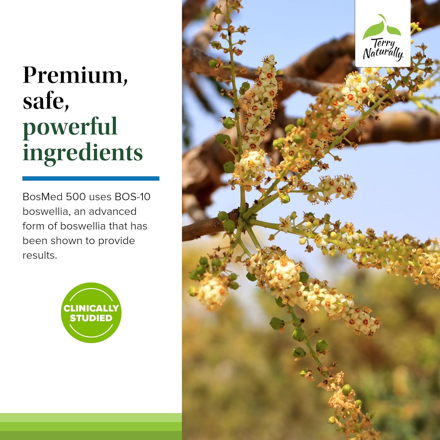 Terry Naturally BosMed 500 - Boswellia Serrata Extract Supplement - Dietary Supplement for Healthy Lung Support - Herbal Supplement Formula - 60 Softgels