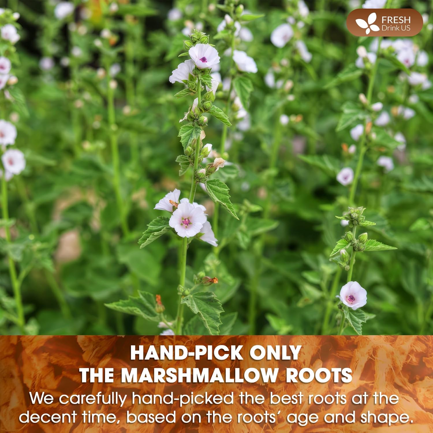 FreshDrinkUS, Premium 75 Marshmallow Root Tea Bags, 100% Natural & Pure from Marshmallow Root, Eco-Conscious Tea Bags, Herbal Tea. No Sugar, No Caffeine, No Gluten, Vegan.