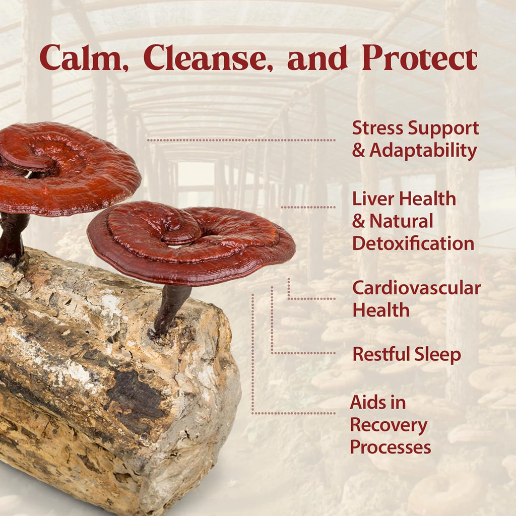 Dragon Herbs Duanwood Reishi Drops • Mushroom Supplement • Mountain Organically Log Grown • Triple Extractions • for Immunity, Sleep, Heart, Liver, Stress, Super Potency Fast Acting • 2 fl oz, 60 mL