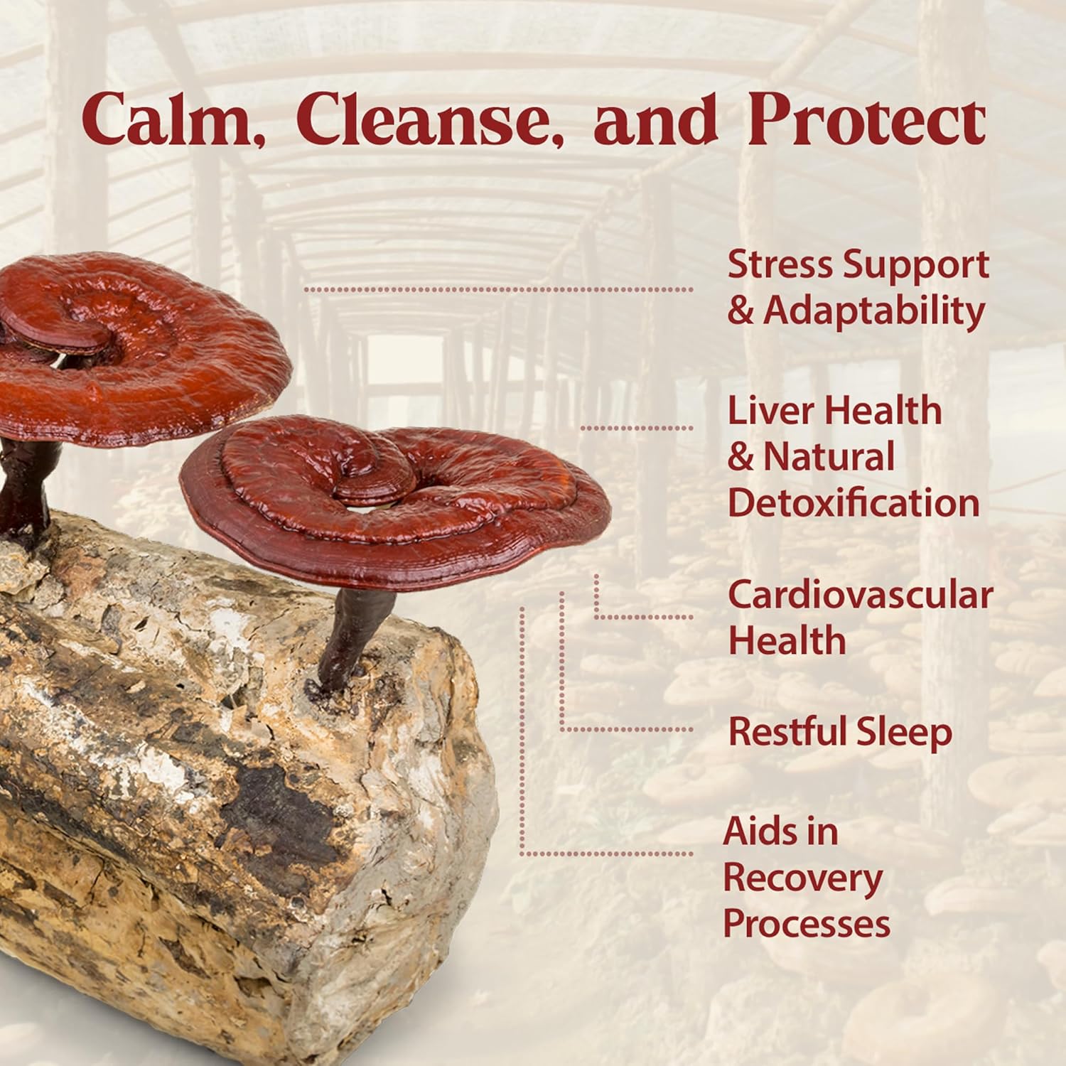 Dragon Herbs Duanwood Reishi Drops • Mushroom Supplement • Mountain Organically Log Grown • Triple Extractions • for Immunity, Sleep, Heart, Liver, Stress, Super Potency Fast Acting • 2 fl oz, 60 mL