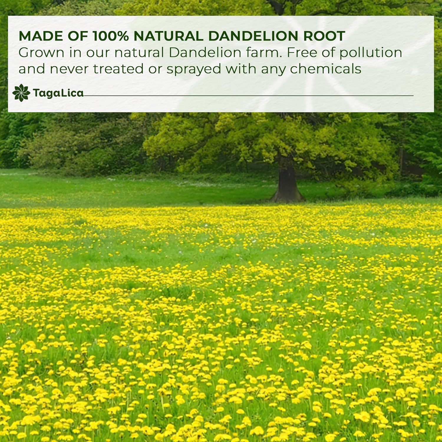 Tagalica, 2 oz Dandelion Root Powder, 100% Natural and Pure from Dandelion Root, No Additives, No Gluten, No Sugar, Vegan