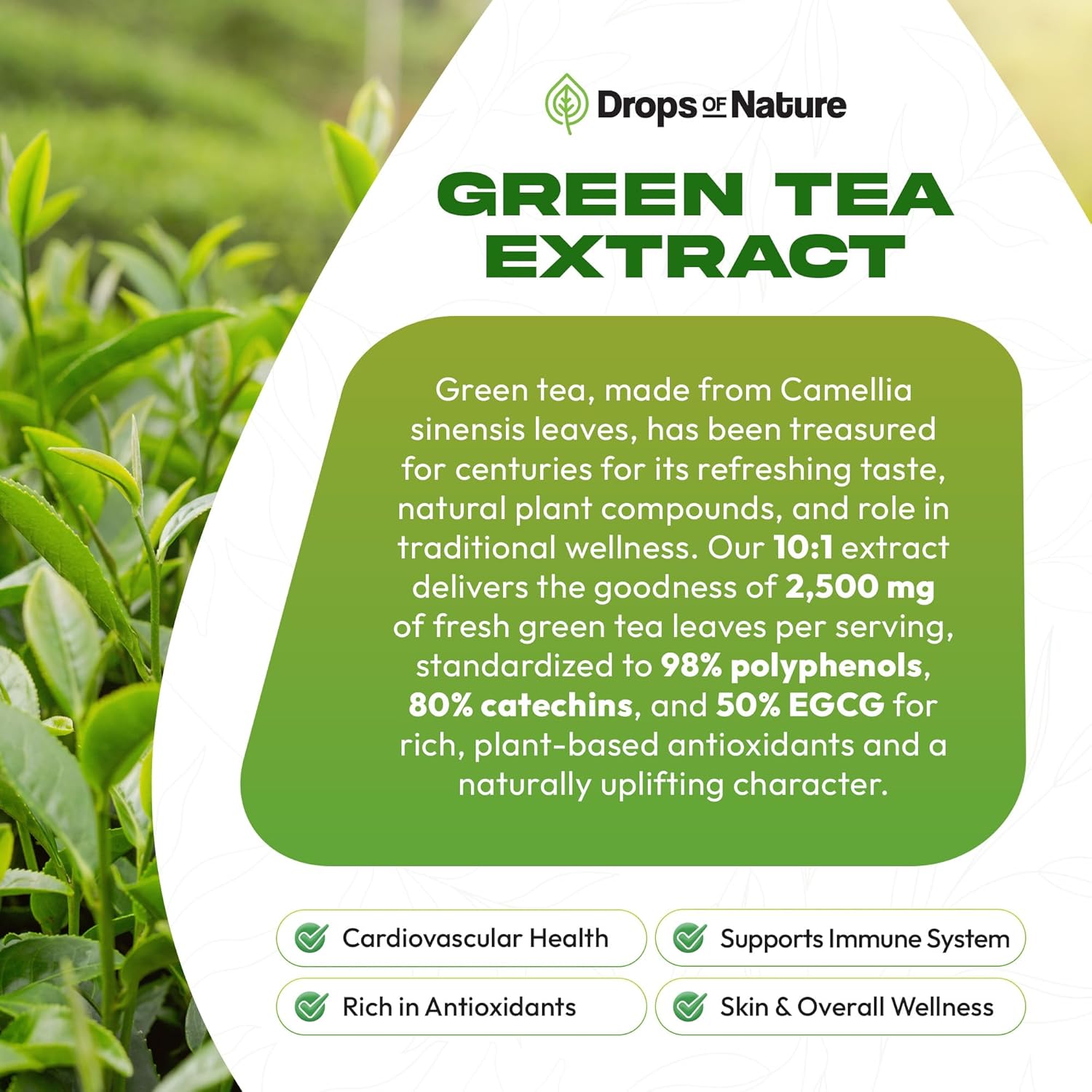 Green Tea 10:1 Extract 50% EGCG - Green Tea Liquid Drops - Vegan, 4X More Powerful Than Pills & Capsules - 2oz Antioxidant & Immune Supplement - Skin, Heart Support, Brain Health & Memory Boost