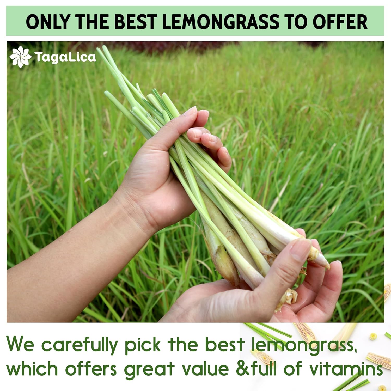 Tagalica, Premium 55 Lemongrass Tea Bags, 100% Natural & Pure Lemongrass leaves, Eco-Conscious Tea Bags, Lemongrass Herbal Tea. Lemongrass Leaf Tea. No Sugar, No Caffeine, No Gluten, Vegan.