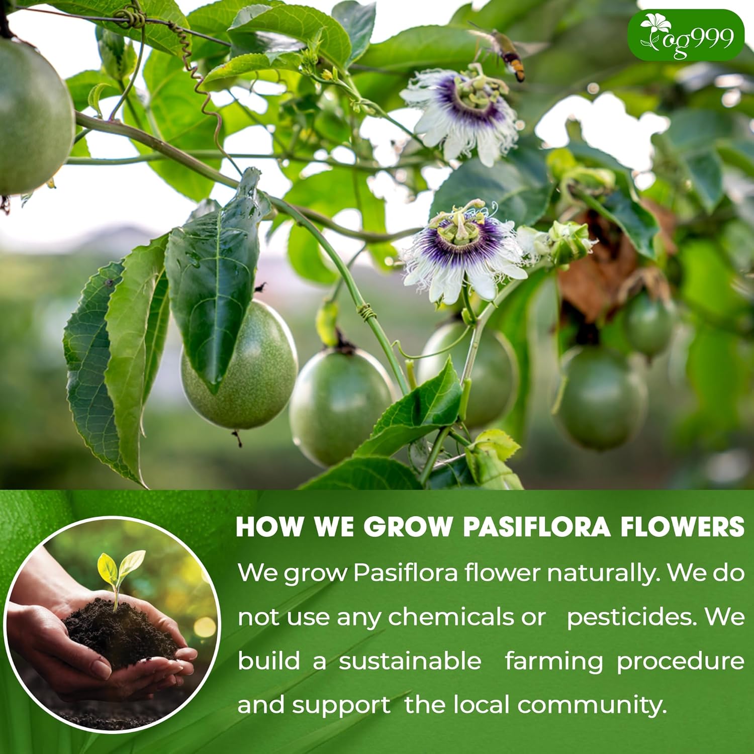 TOG999 120 Pasiflora Pasion Flower Tea Bags, 100 Percent Natural, Organic & Non-GMO, Pure Passion Flower. Herbal Tea. No Sugar, Caffeine, Gluten, Vegan.