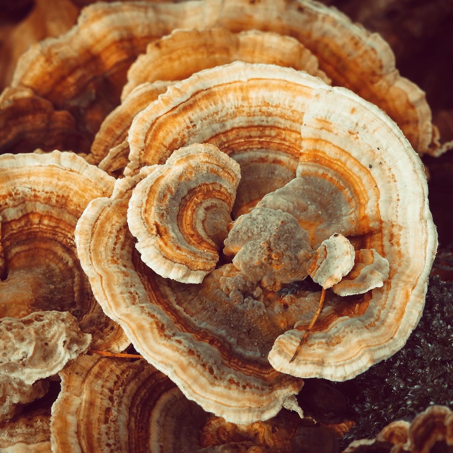 PURE ORIGINAL INGREDIENTS Turkey Tail Mushroom (8oz) Trametes Versicolor, Coriolus Versicolor, Non-GMO