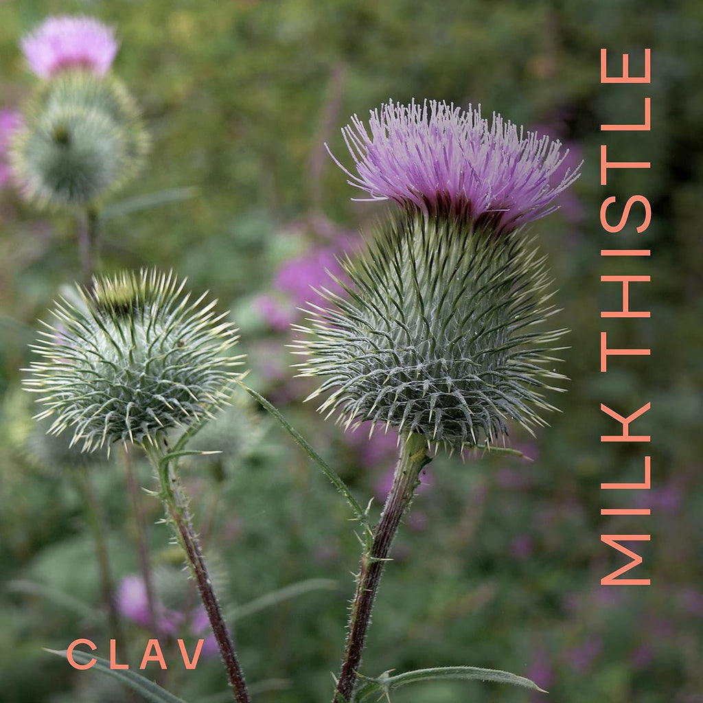 CLAV Organic Milk Thistle & Artichoke Extract Complex -Rich in Silymarin & Bitters - Liver Support + Detox Supplement - 120 Capsules (60 Days Supply) - Vegan - Made in Germany