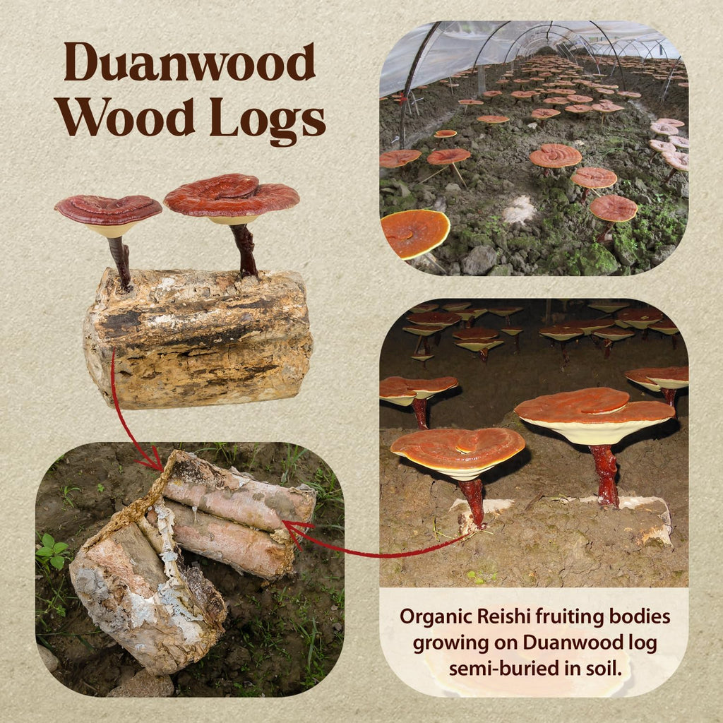 Dragon Herbs Duanwood Reishi Drops • Mushroom Supplement • Mountain Organically Log Grown • Triple Extractions • for Immunity, Sleep, Heart, Liver, Stress, Super Potency Fast Acting • 2 fl oz, 60 mL