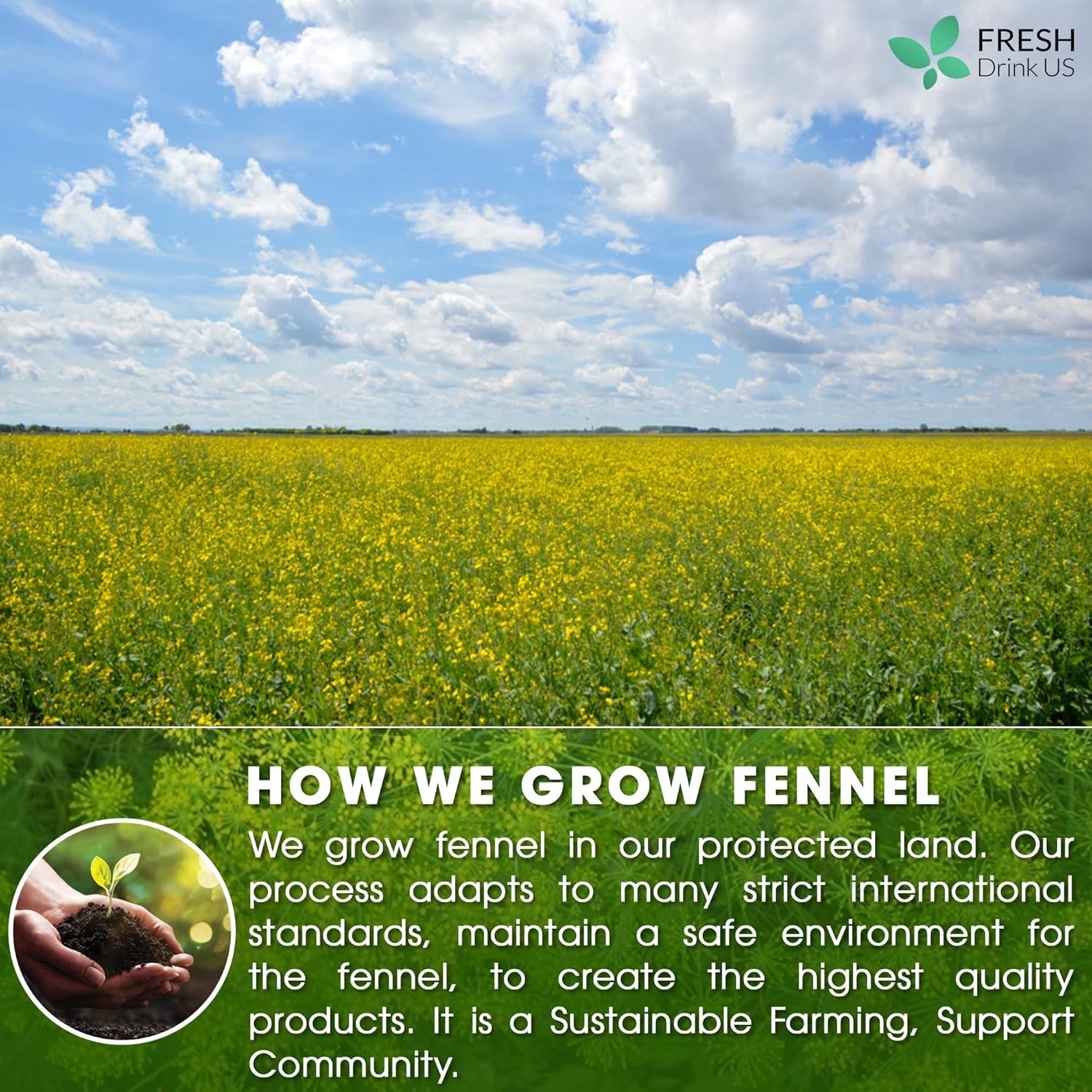 FreshDrinkUS, Premium 75 Fennel Seed Tea Bags – 100% Natural & Pure, Handmade Herbal Tea, Eco-Friendly, Fresh Aroma, Made with Natural Material Tea Bags. No Sugar, No Caffeine, No Gluten, Vegan.