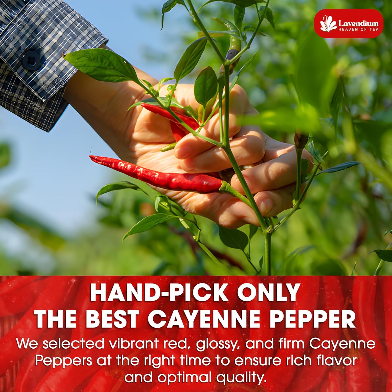 Lavendium, Premium 1.56 lbs Cayenne Pepper Powder– Pure Ground Red Pepper, Bold and Spicy Flavor