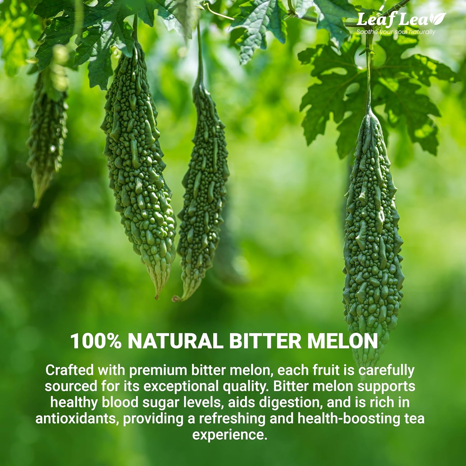 LeafLea 120 Bitter Melon Tea Bags, 100% Pure Bitter Melon Fruit. Supports Wellness and Digestion | Caffeine-Free, Sugar-Free, Vegan, Pack of 3