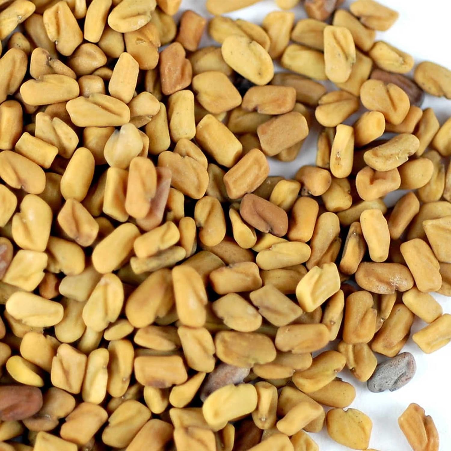Organic Fenugreek Sprouting Seeds - Seeds for Planting, Hydroponics, Growing Sprouts, Grinding For Spices & More (5 Lb)