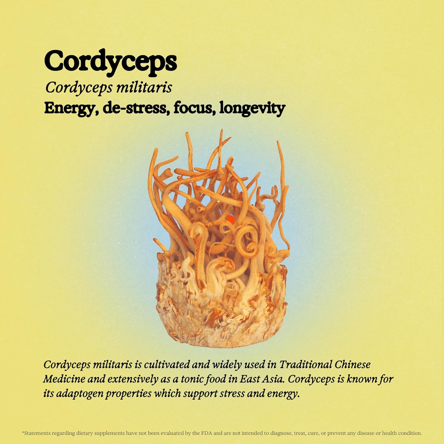 Cordyceps Mushroom Tincture - Alcohol Free - Dual Extract Mushroom Supplement - Immune Support, Energy, Liquid Cordyceps Supplement, Vegan, Non GMO, 3.4 fl oz