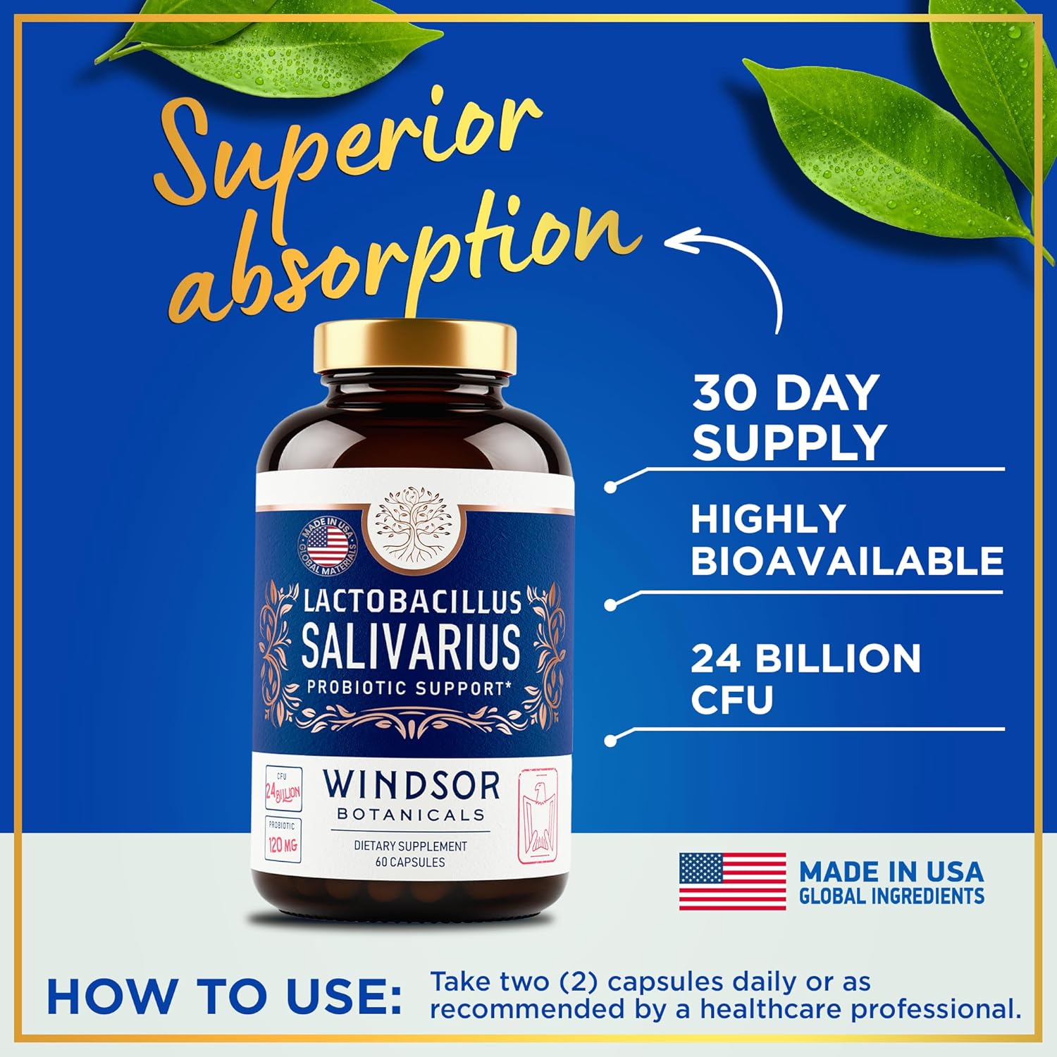 WINDSOR BOTANICALS Lactobacillus Salivarius Probiotic Capsules - L Salivarius Probiotic Oral Dental Probiotics for Bad Breath, Teeth and Gums Health and Immune Support - 24bn CFU, 2-Pack 120 Caps