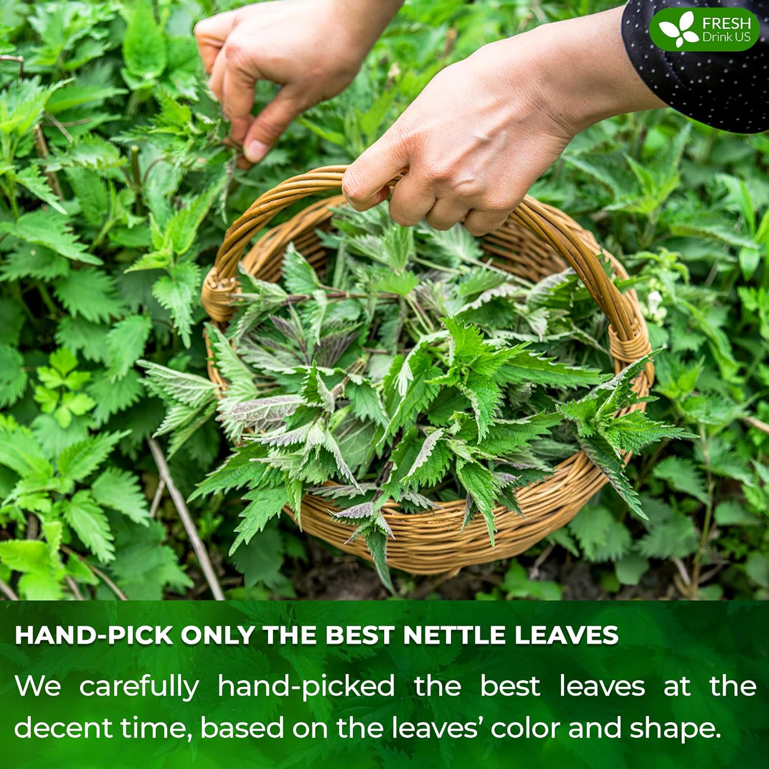 FreshDrinkUS, Premium 75 Nettle Leaf Tea Bags, 100% Natural & Pure from Nettle Leaves. Loose Leaf Nettle Herbal Tea. Nettle Leaf Tea. No Sugar, No Caffeine, No Gluten, Vegan.
