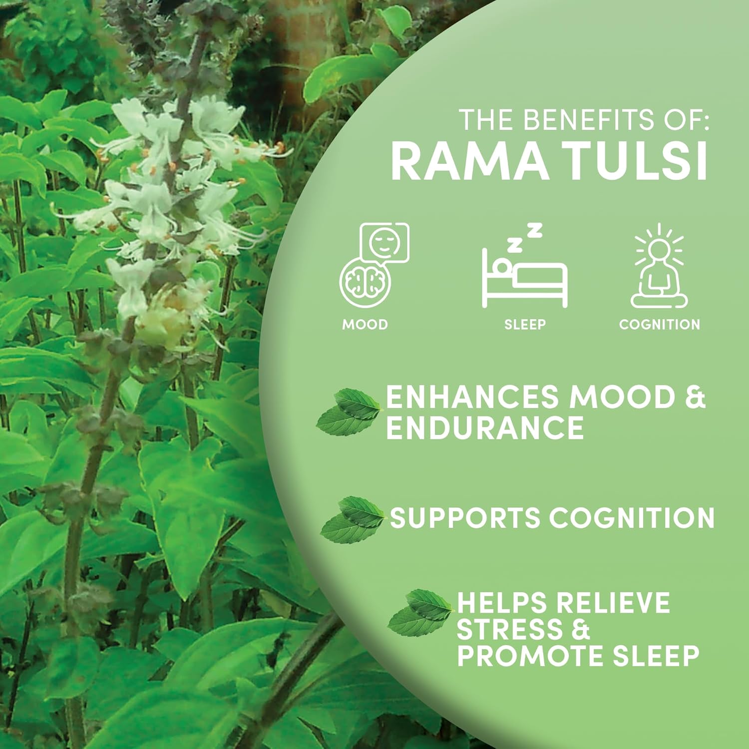 Worldwide Botanicals Organic Holy Basil Tea, 8oz - Tulsi Rama - Loose Leaf Premium Herbal Tea, 100% Pure Tulsi Holy Basil, Fair Trade, Adaptogenic, Kosher