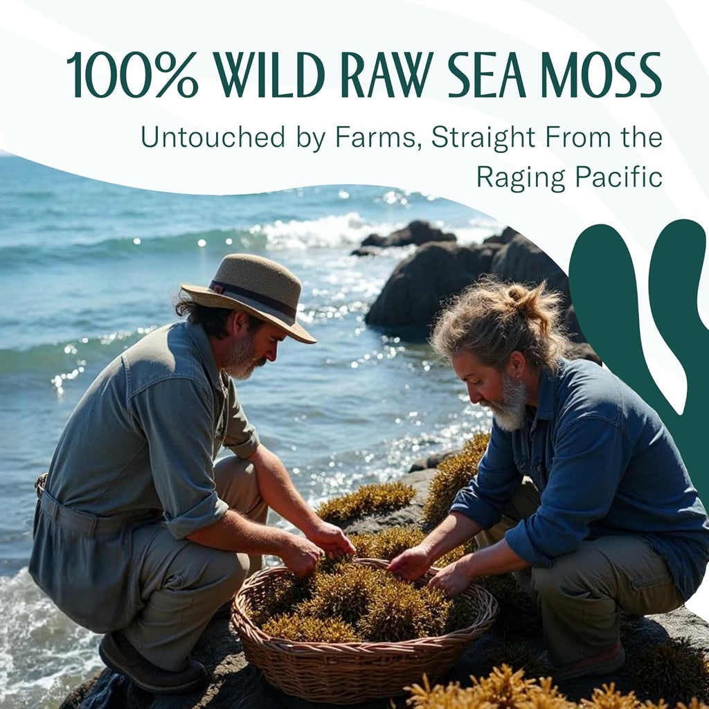 TrueSeaMoss Raw Irish Sea Moss – Wildcrafted Sun-Dried Seaweed for Homemade Gel – Vegan, Non-GMO, Gluten-Free, Additive-Free – 16oz (1 lb) Makes Up to 200oz Gel – Atlantic Harvested