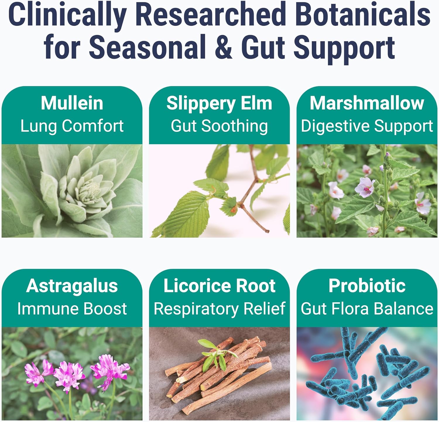 SHIZAM Slippery Elm, Mullein Leaf, Marshmallow Root, Licorice Root, Astragalus Root, Elderberry & Probiotic Bacillus Coagulans Gummies – Sugar-Free, Keto-Friendly, Vegan - Gymnema Sylvestre