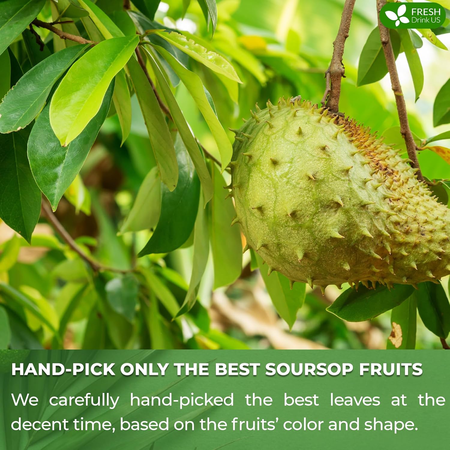 FreshDrinkUS, 60 Premium Soursop Graviola Fruit Tea Bags, 100% Natural and Pure from Soursop Fruits, Made With Natural Materials-Corn Fiber Tea Bag, Sugar/Caffeine/Gluten Free, Hoja Guanabana Tea