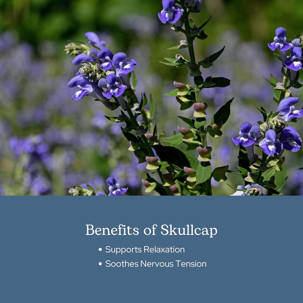 Eclectic Herb - Skullcap Capsules | Natural Sleep, Calm & Relaxation Support | Herbal Supplement | Vegan, Non-GMO, Gluten Free, Raw, Freeze-Dried (90 CT | 350 mg)