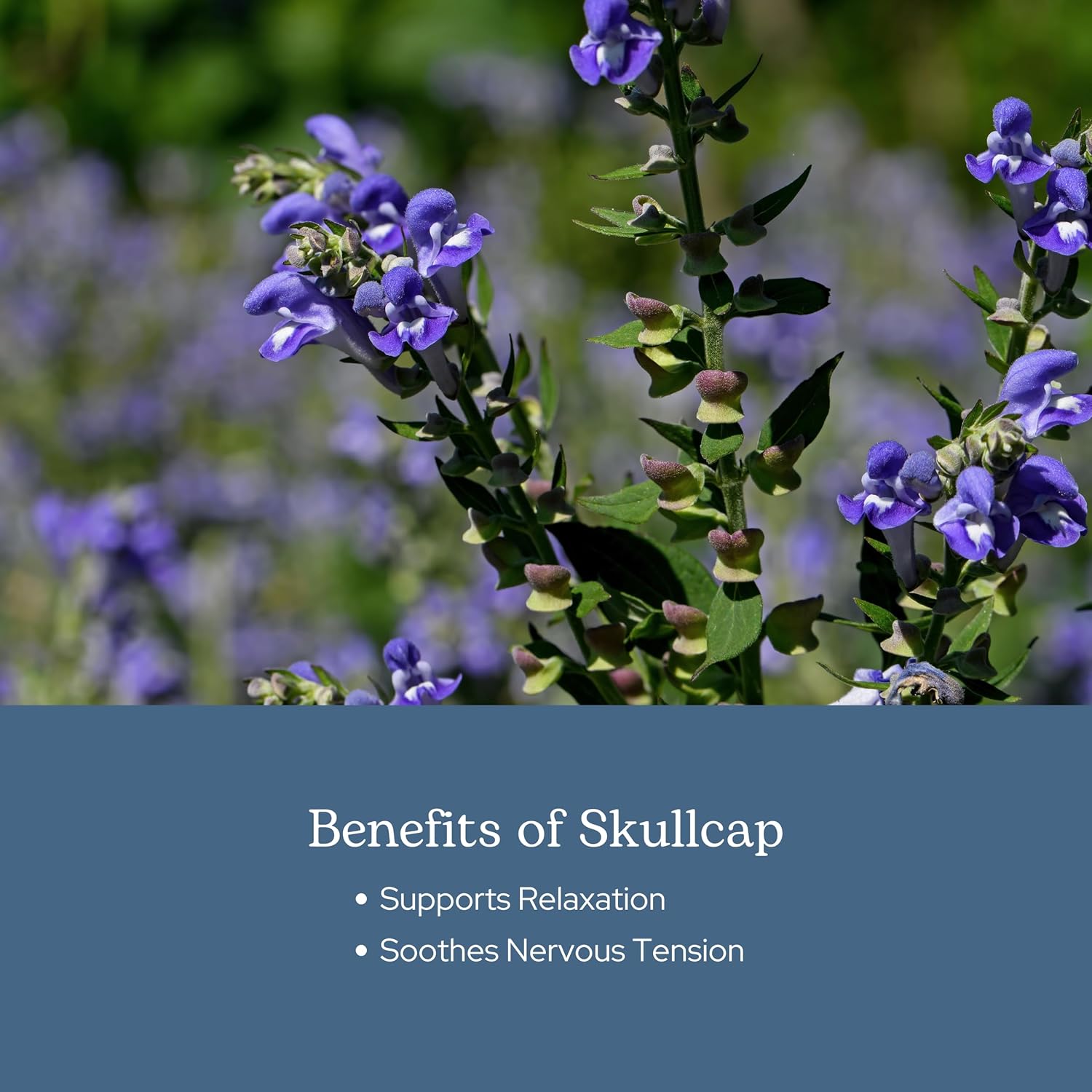 Eclectic Herb - Skullcap Capsules | Natural Sleep, Calm & Relaxation Support | Herbal Supplement | Vegan, Non-GMO, Gluten Free, Raw, Freeze-Dried (90 CT | 350 mg)