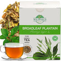 4 oz. Plantain Leaf Herb Tea Dried Plaintains (Plantago Major) - 113 g Greater Broadleaf Plantain Leaf Tea Llanten