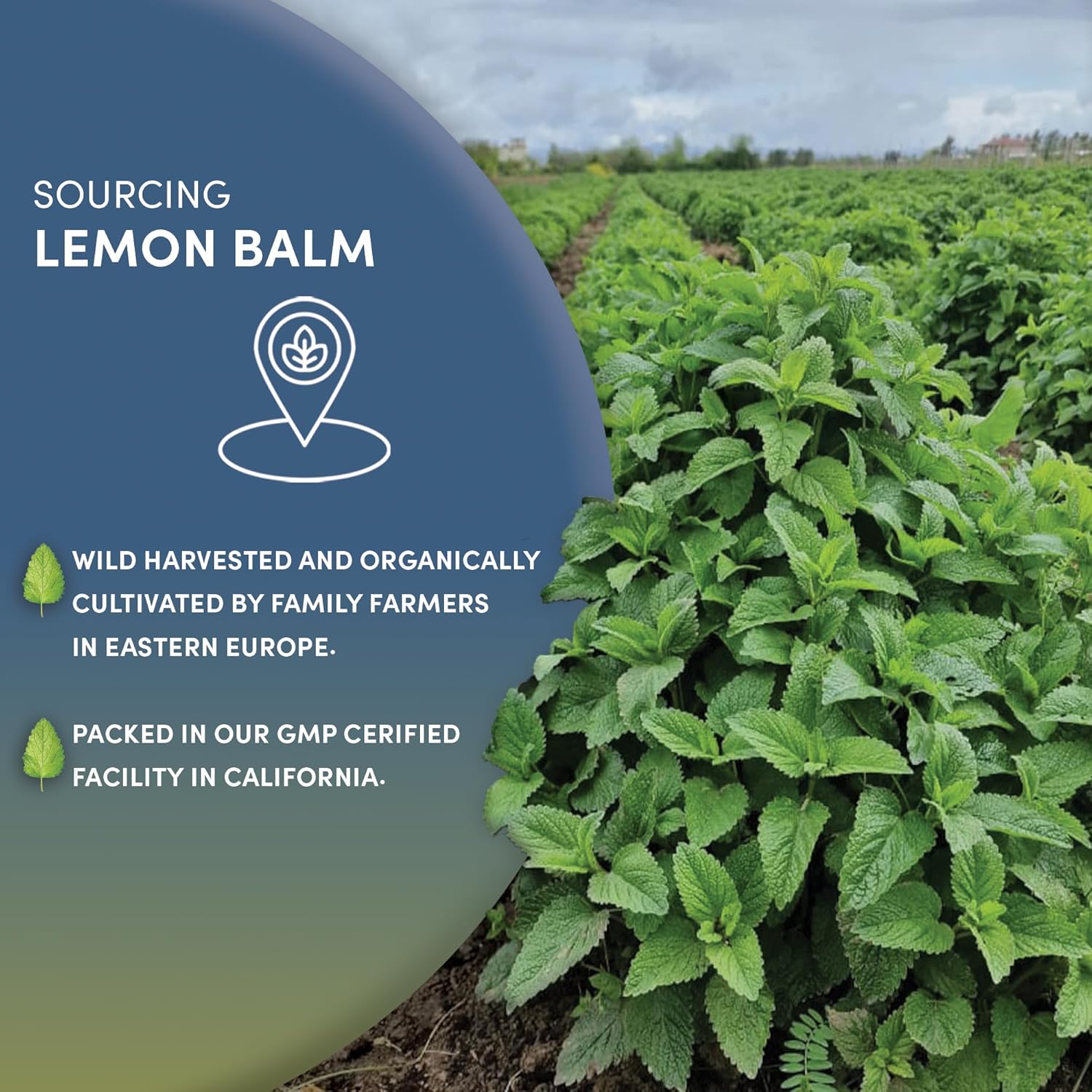 Worldwide Botanicals Organic Lemon Balm Tea, 1Lb - Loose Leaf Premium Herbal Tea | 100% Pure Lemon Balm Leaves | For Stress Relief and Good Digestion | Kosher