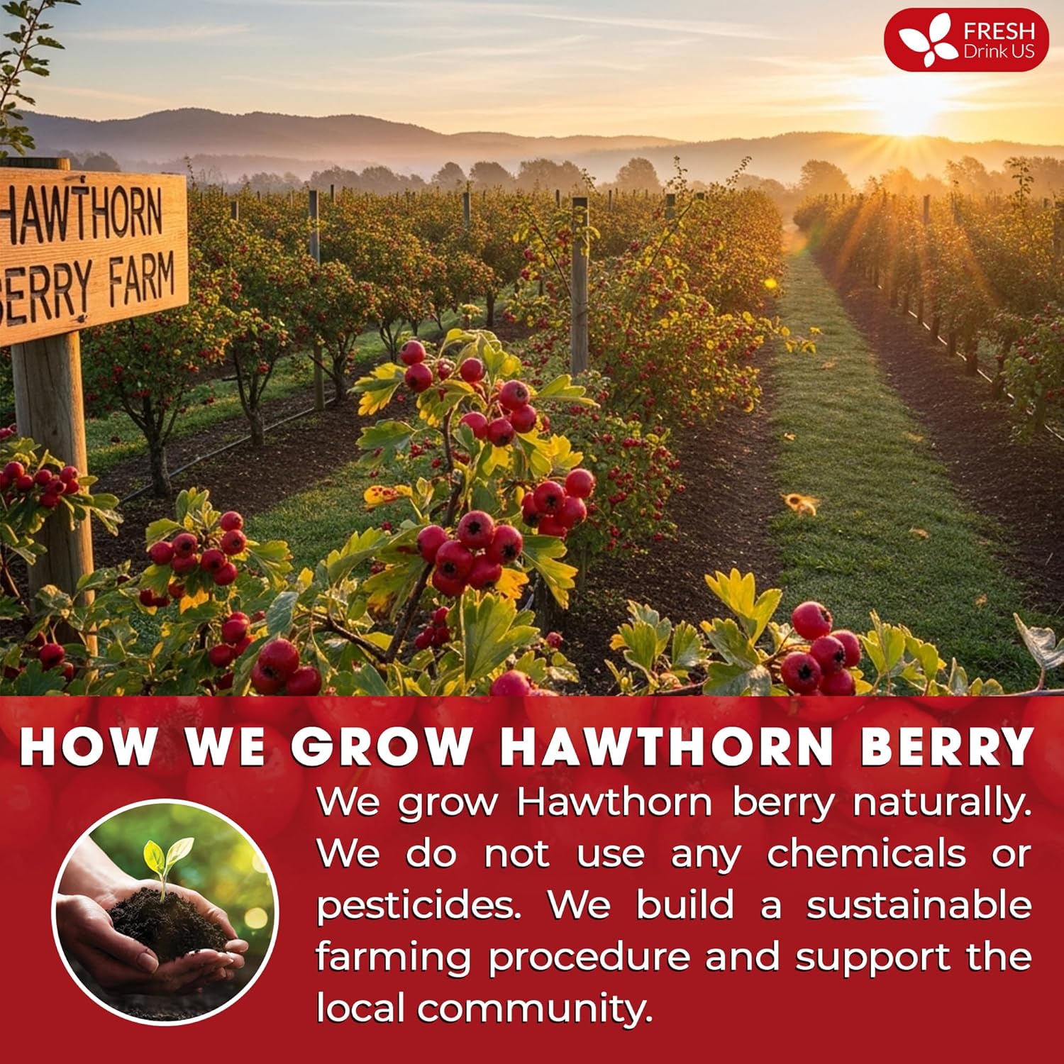 FreshDrinkUS, Premium Hawthorn Berry Tea - 135 Tea Bags - 100% Natural Herbal Infusion, Caffeine-Free, Rich Aroma & Smooth Taste. Vegan