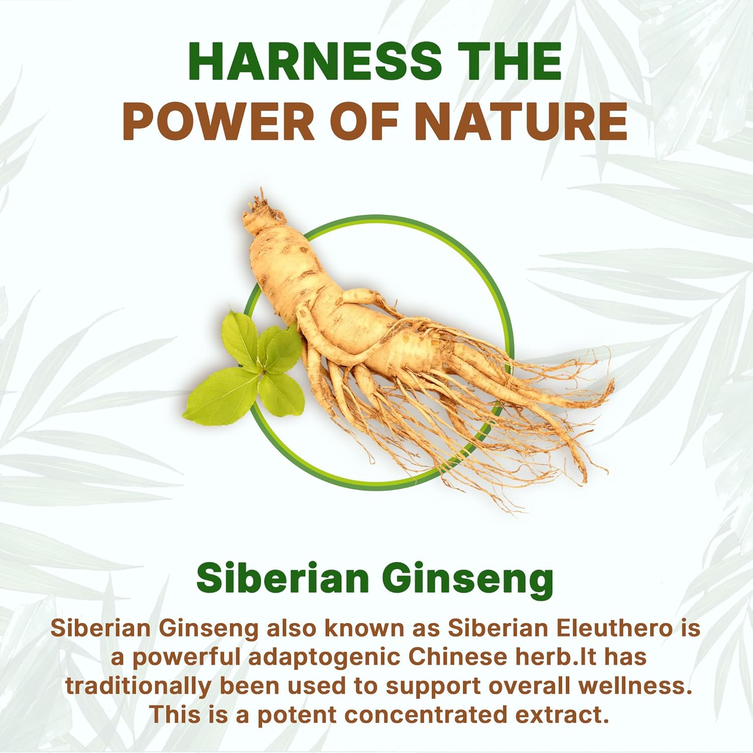 Go Nutra Siberian Ginseng - Eleuthero Root Powder | 4:1 Extract 4X Times Stronger | Supports Energy & Stamina | Natural & Adaptogenic | Eleutherococcus Senticosus | Non-GMO | 4 Ounce