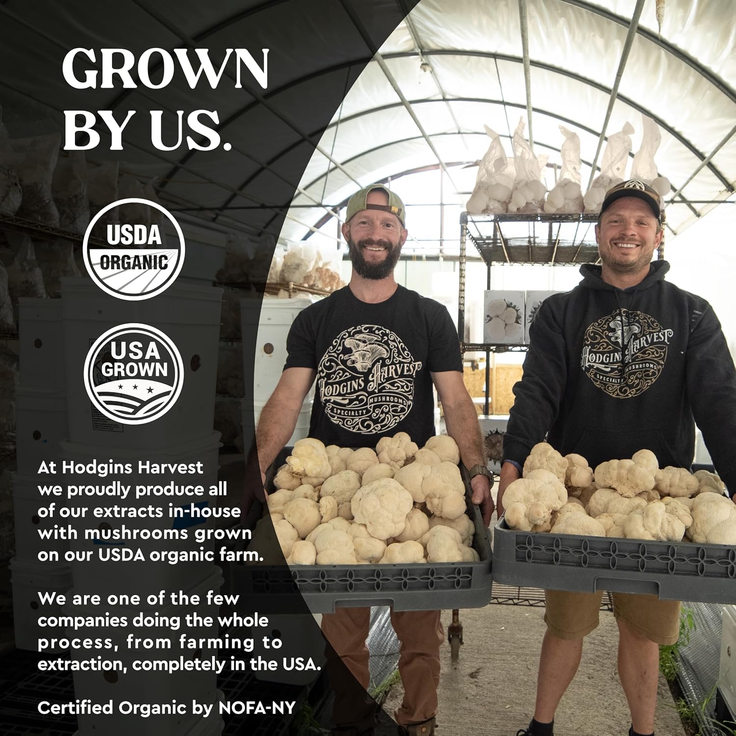 Hodgins Harvest Organic Lion's Mane Tincture | Made with Mushrooms Grown On Our Farm in The USA | Dual Extract | Extra-Concentrated (4 fl oz)