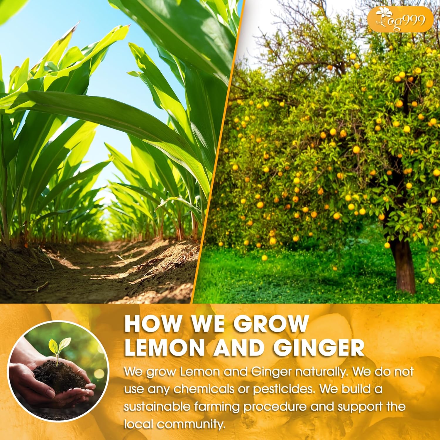 TOG999, Premium Lemon Ginger Tea Bags | 120 Tea Bags | Refreshing Herbal Blend with Bright Citrus & Warming Ginger | Naturally Caffeine-Free | 100% Plant-Based, Sustainably Sourced Herbal Tea