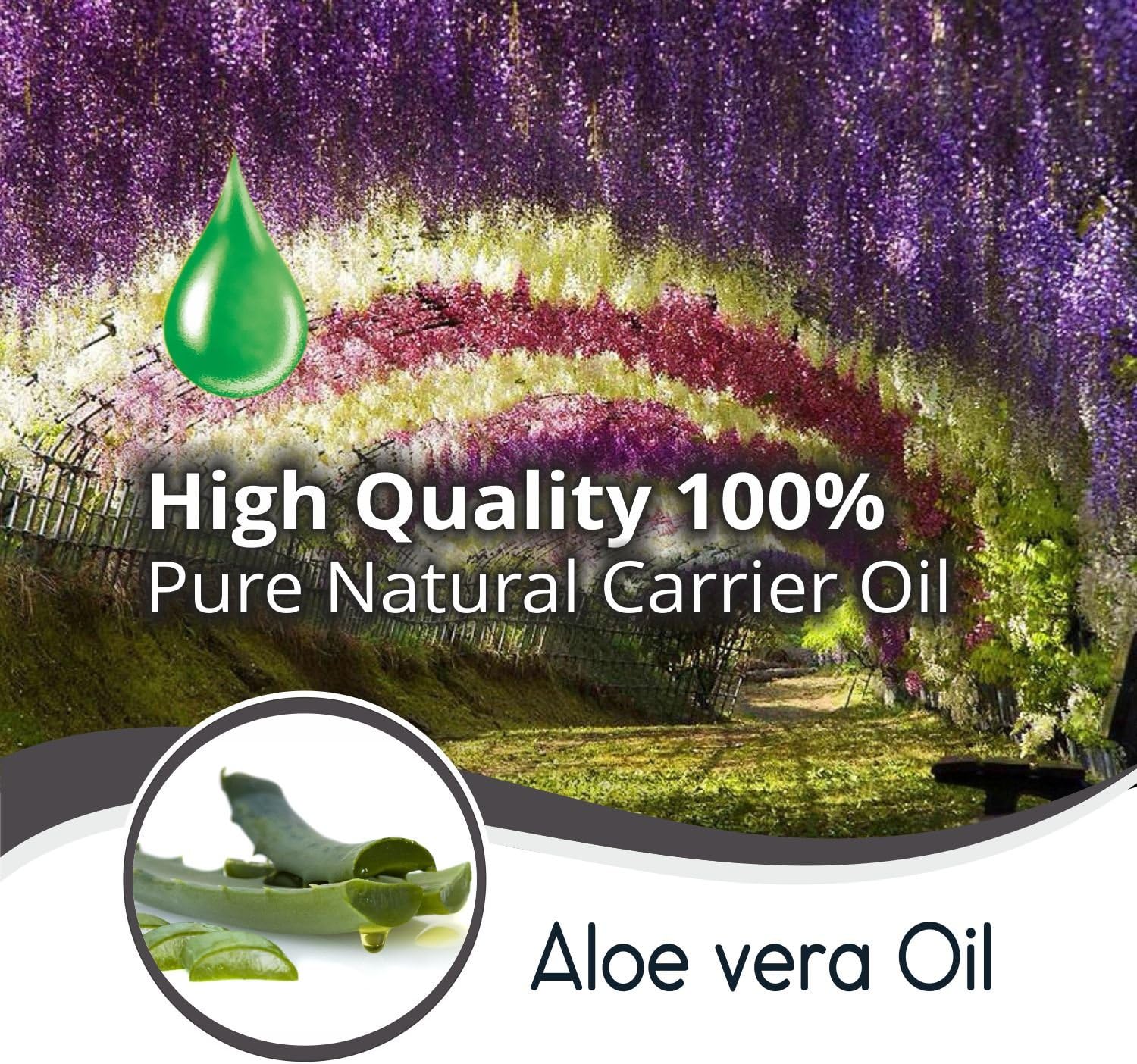 Aloe Vera Oil Therapeutic Premium Oil with Dropper by Salvia in Amber Glass Bottle 100% Natural Pure Undiluted Cold Pressed Aromatherapy Carrier Oil (50 ML with Dropper)