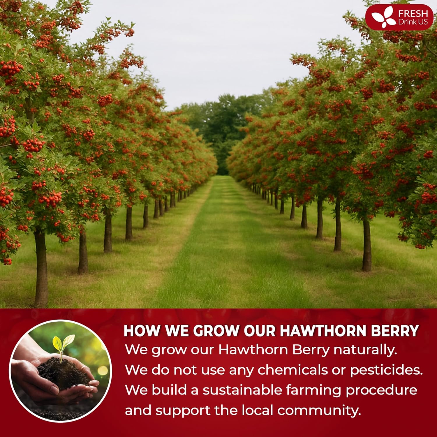 FreshDrinkUS, 16oz Premium Dried Hawthorn Berries – All-Natural, Non-GMO, Perfect for Tea, Smoothies, Baking & Snacking – Healthy, Versatile Superfood